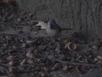 Tweekleurig mees [Parus bicolor]